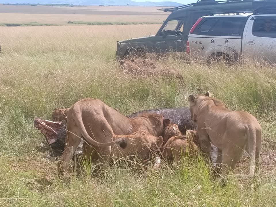 Maasai mara Safari Price and park entry costs