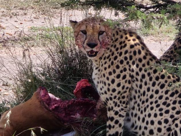 Kenya wildlife safari