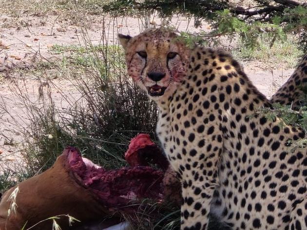 Kenya wildlife safari