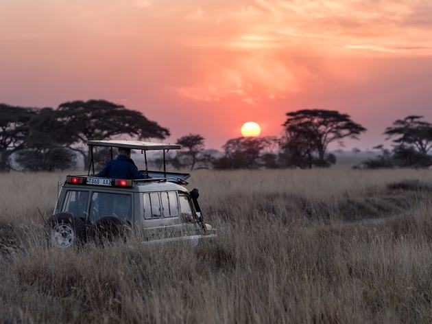 Tanzania wildlife safari