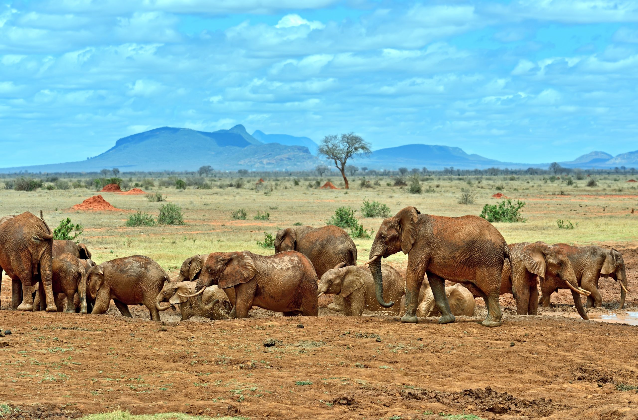 Tsavo National Park Adventure