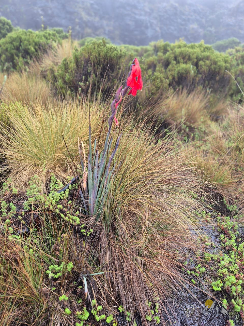 Nairobi to Old Moses Camp (3,300 m)