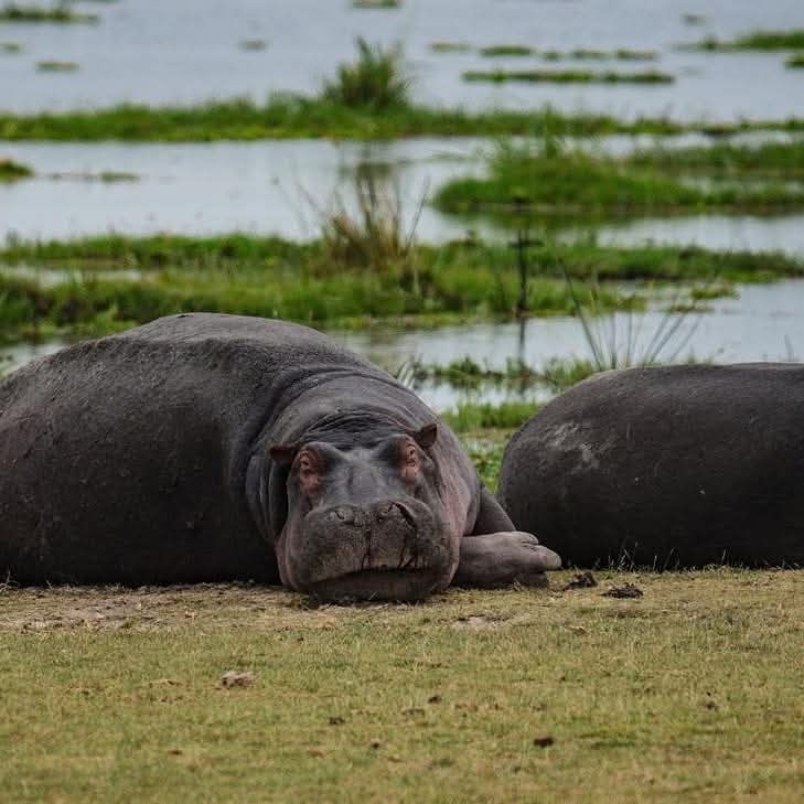 Lake Nakuru to Lake Naivasha – Boat Ride & Crescent Island
