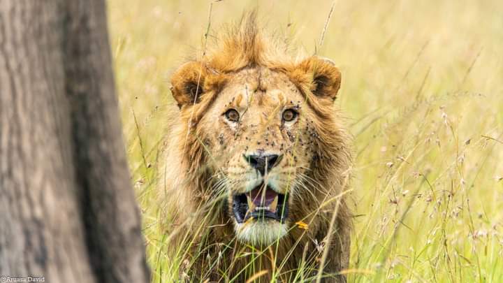 Full Day  Maasai Mara Photography