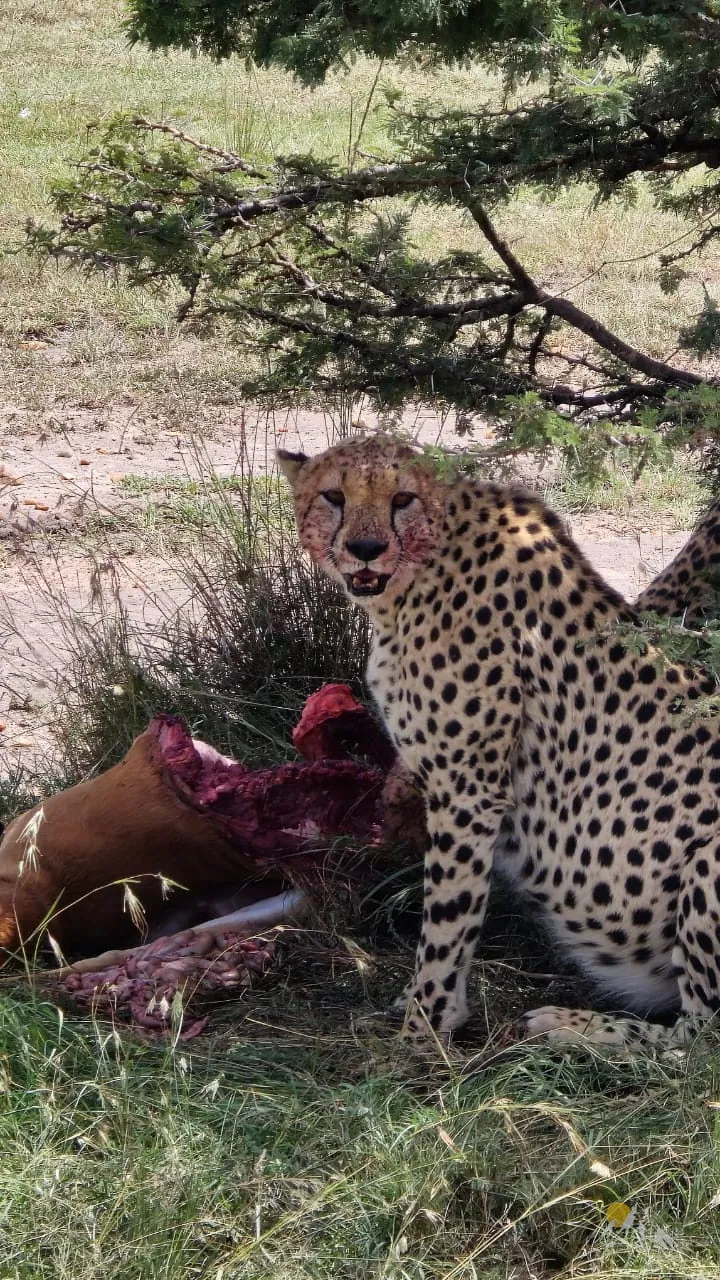 Maasai Mara Safaris