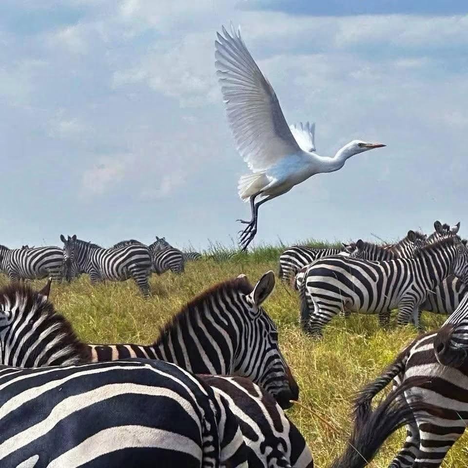 15 Days Kenya, Tanzania & Zanzibar Grand Tour Tour Gallery (85) 3