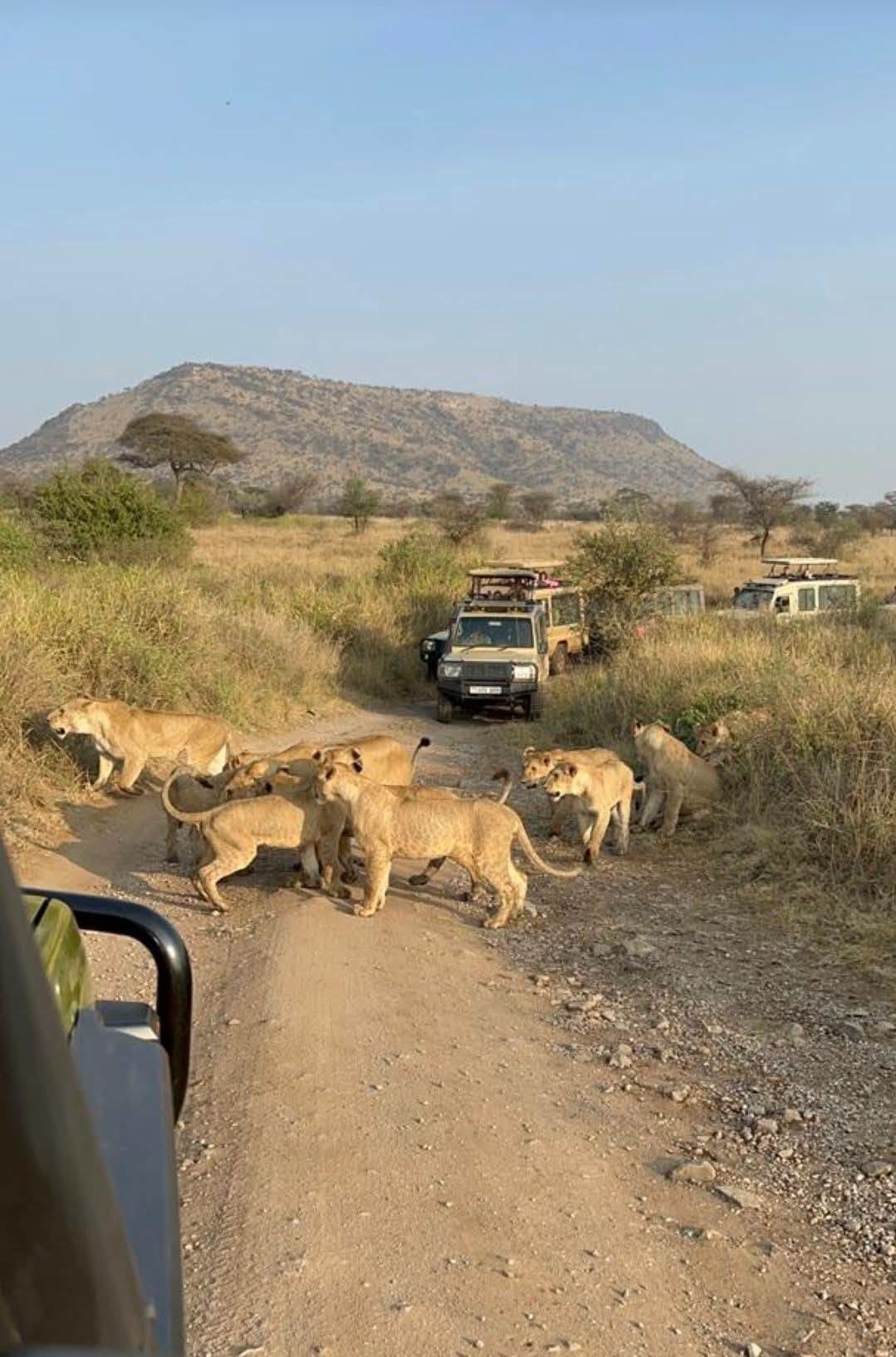 12 Days Kenya & Tanzania Classic Safari Tour Gallery (84) 3