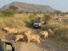 12 Days Kenya & Tanzania Classic Safari Tour Gallery (84) 3