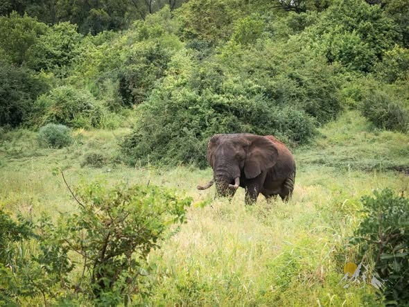 3-day Masai Mara lodge safari Tour Gallery (72) 3