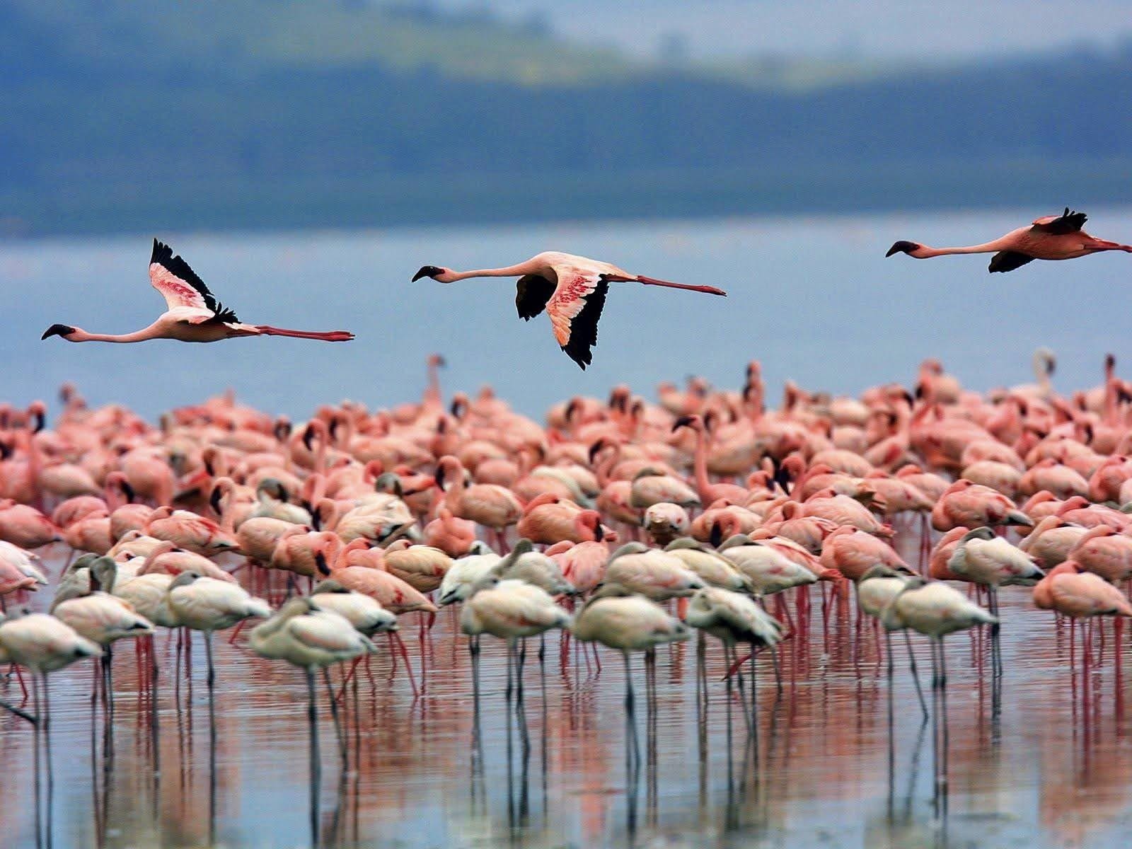 3 nights-4 days Lake Nakuru and Maasai Mara safari Tour Gallery (78) 4