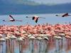 3 nights-4 days Lake Nakuru and Maasai Mara safari Tour Gallery (78) 4