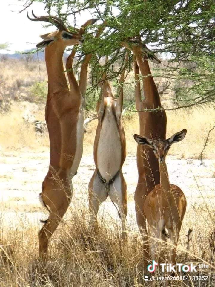 7 Days Safari-Samburu lake nakuru and masai mara adventures Tour Gallery (64) 2