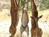 7 Days Safari-Samburu lake nakuru and masai mara adventures Tour Gallery (64) 2