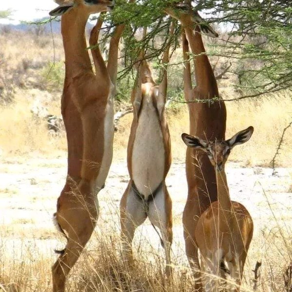 7 Days Safari-Samburu lake nakuru and masai mara adventures Tour Gallery (64) 2