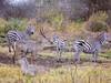 13 Days 12 nights Kenya wildlife holiday tour-family holiday safari Tour Gallery (75) 1