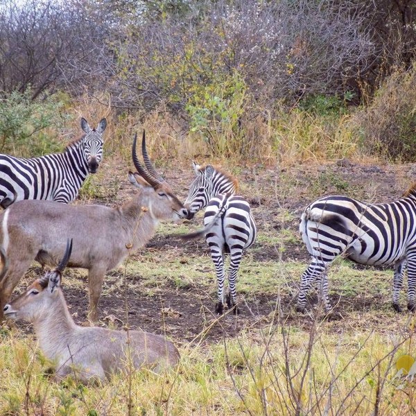 13 Days 12 nights Kenya wildlife holiday tour-family holiday safari Tour Gallery (75) 1