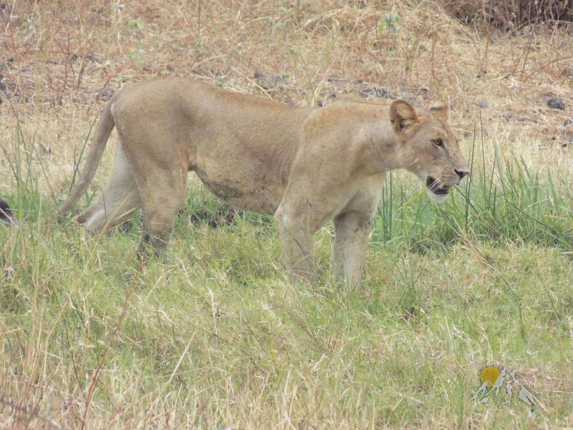 13 Days 12 nights Kenya wildlife holiday tour-family holiday safari Tour Gallery (75) 2