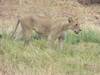 13 Days 12 nights Kenya wildlife holiday tour-family holiday safari Tour Gallery (75) 2