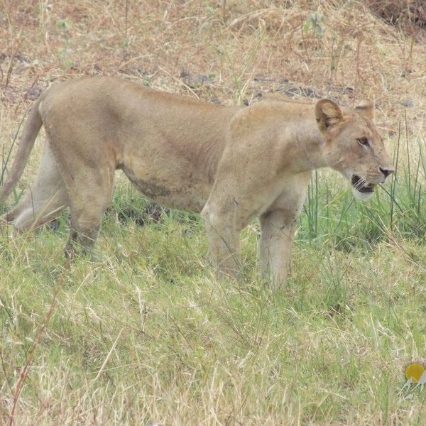 13 Days 12 nights Kenya wildlife holiday tour-family holiday safari Tour Gallery (75) 2
