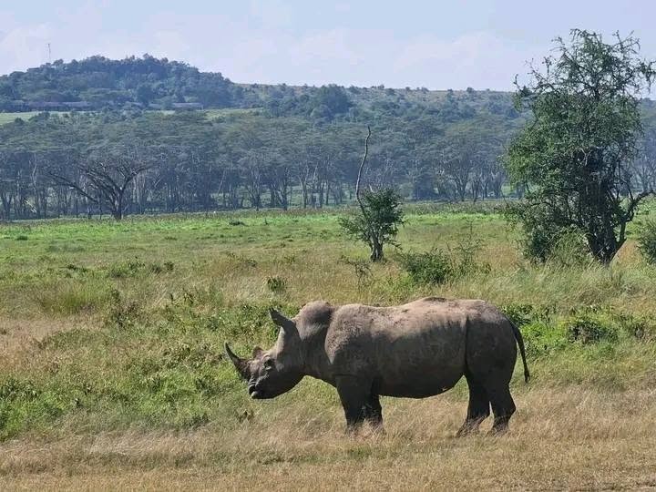 3 nights-4 days Lake Nakuru and Maasai Mara safari Tour Gallery (78) 2