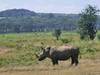 3 nights-4 days Lake Nakuru and Maasai Mara safari Tour Gallery (78) 2