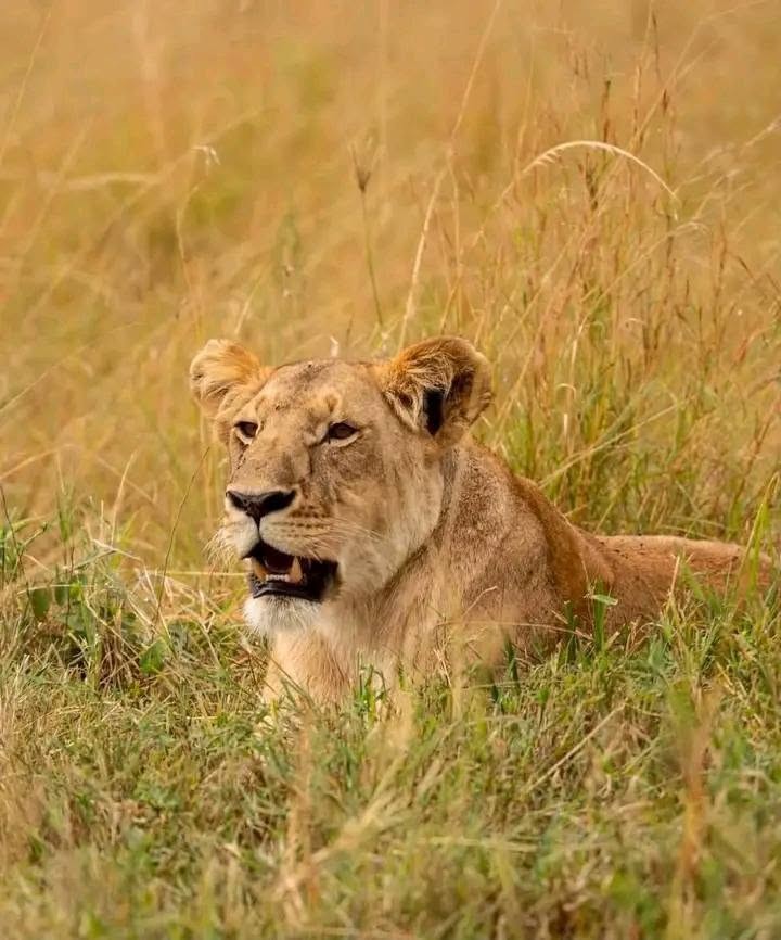 3 nights-4 days Lake Nakuru and Maasai Mara safari Tour Gallery (78) 3