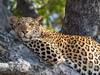 3-day Masai Mara lodge safari Tour Gallery (72) 2
