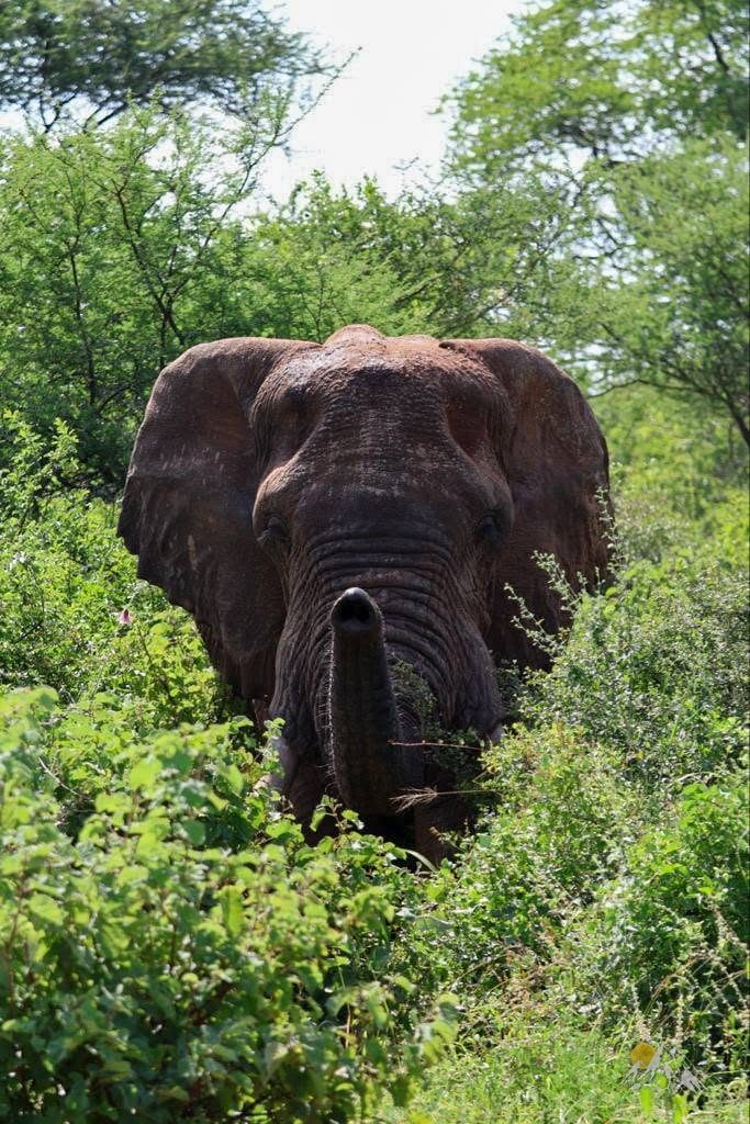 2-Nights Meru National Park Tour Gallery (76) 1