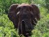 2-Nights Meru National Park Tour Gallery (76) 1