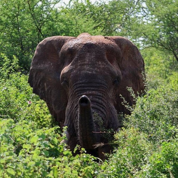 2-Nights Meru National Park Tour Gallery (76) 1