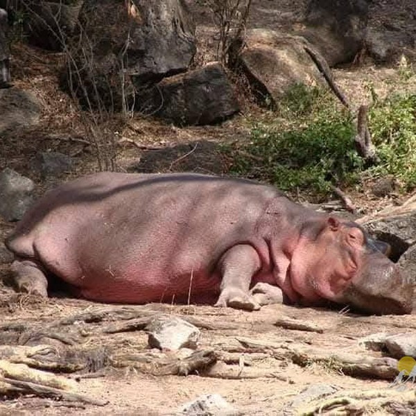 2-Nights Meru National Park Tour Gallery (76) 2