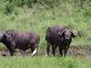 2-Nights Meru National Park Tour Gallery (76) 3