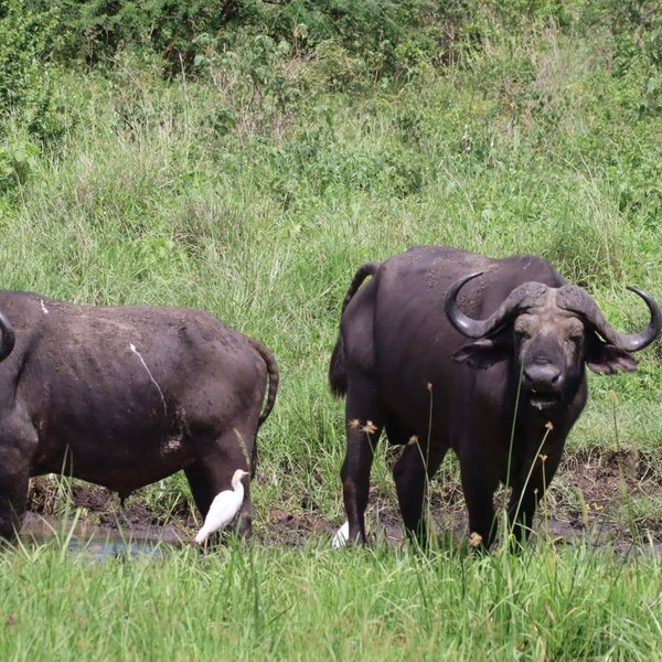 2-Nights Meru National Park Tour Gallery (76) 3