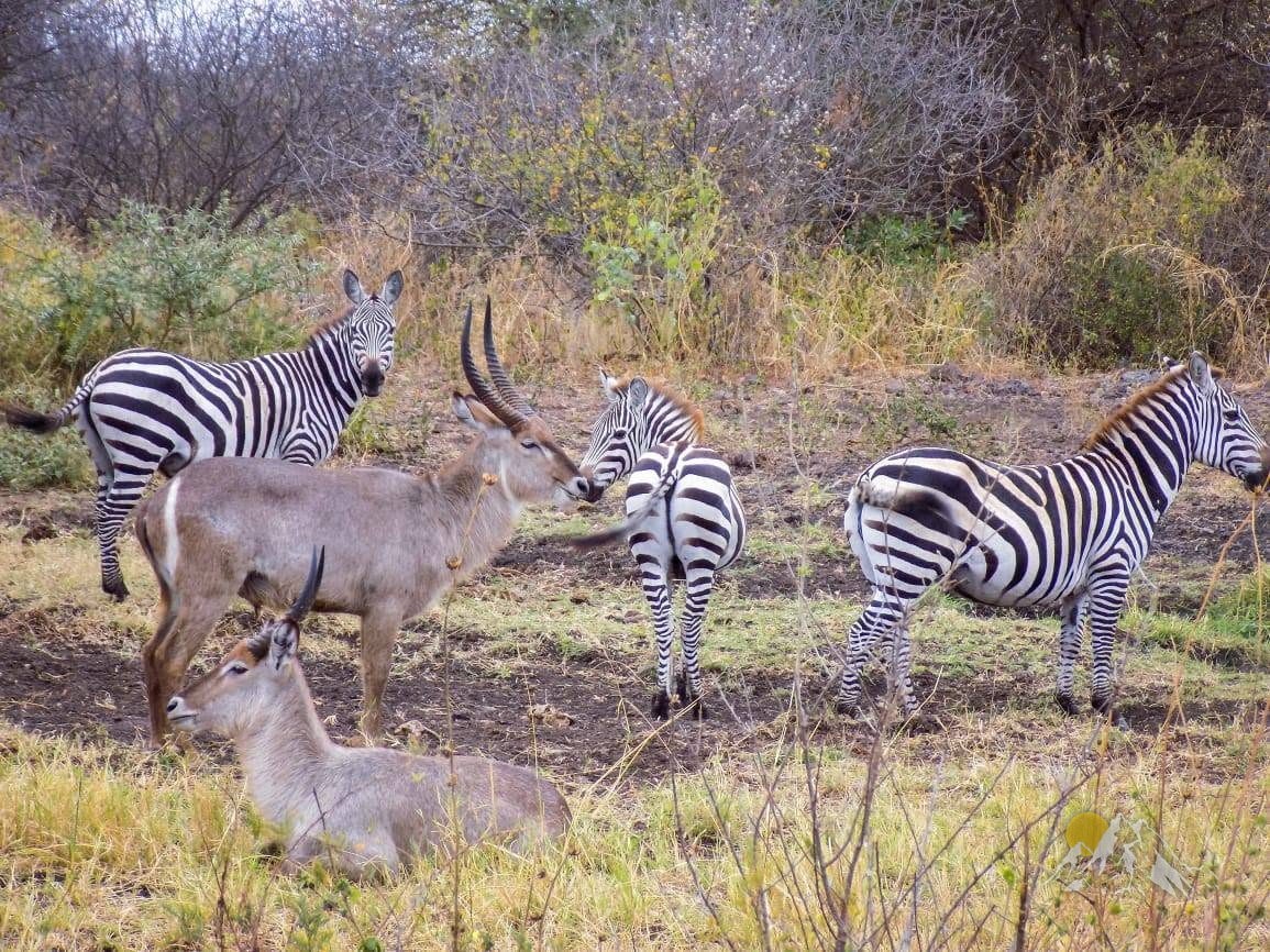 3 Day mountkenya and overnight at Ol pejeta Safari Tour Gallery (74) 1