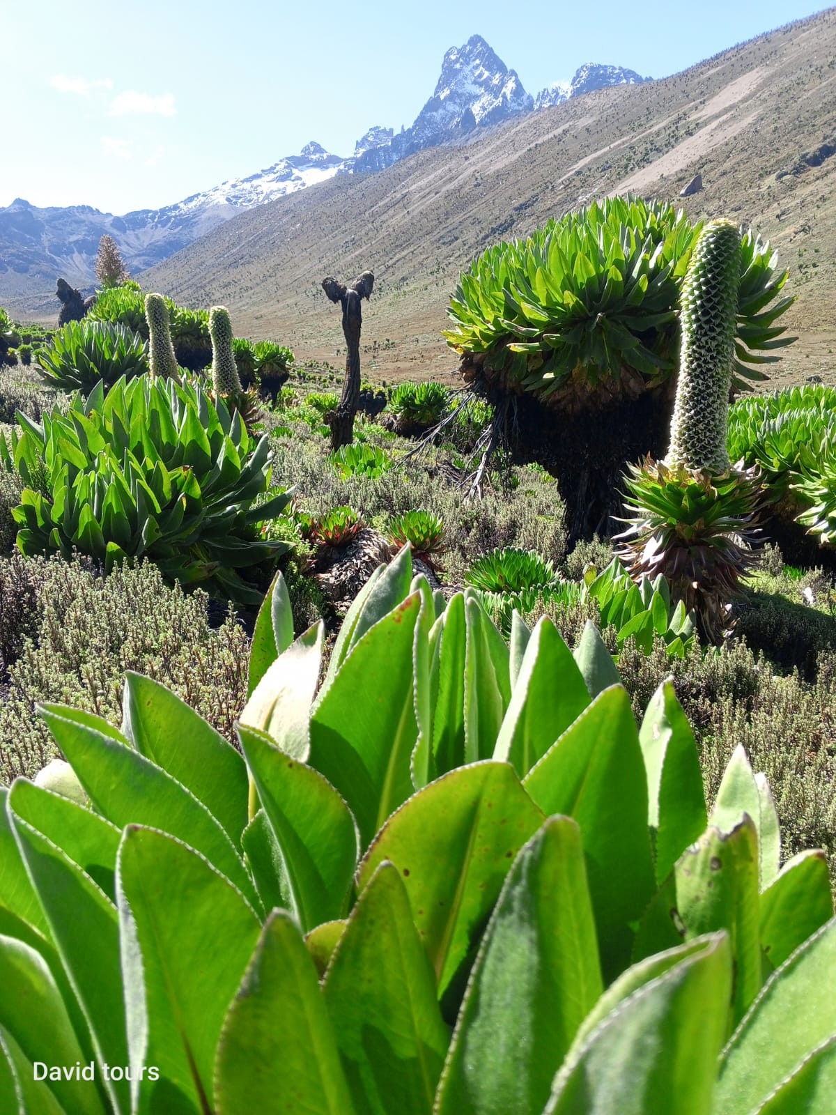 4 Days-Mountkenya climb Naromoru trail-Sirimon route Tour Gallery 3