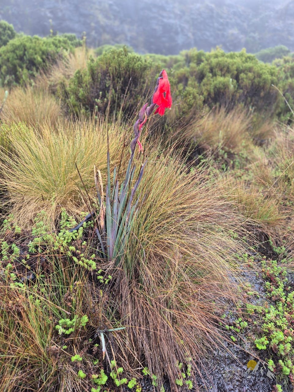 5 Days Chogoria Route climb through dense bamboo forests, up the dramatic ridge Tour Gallery (69) 1