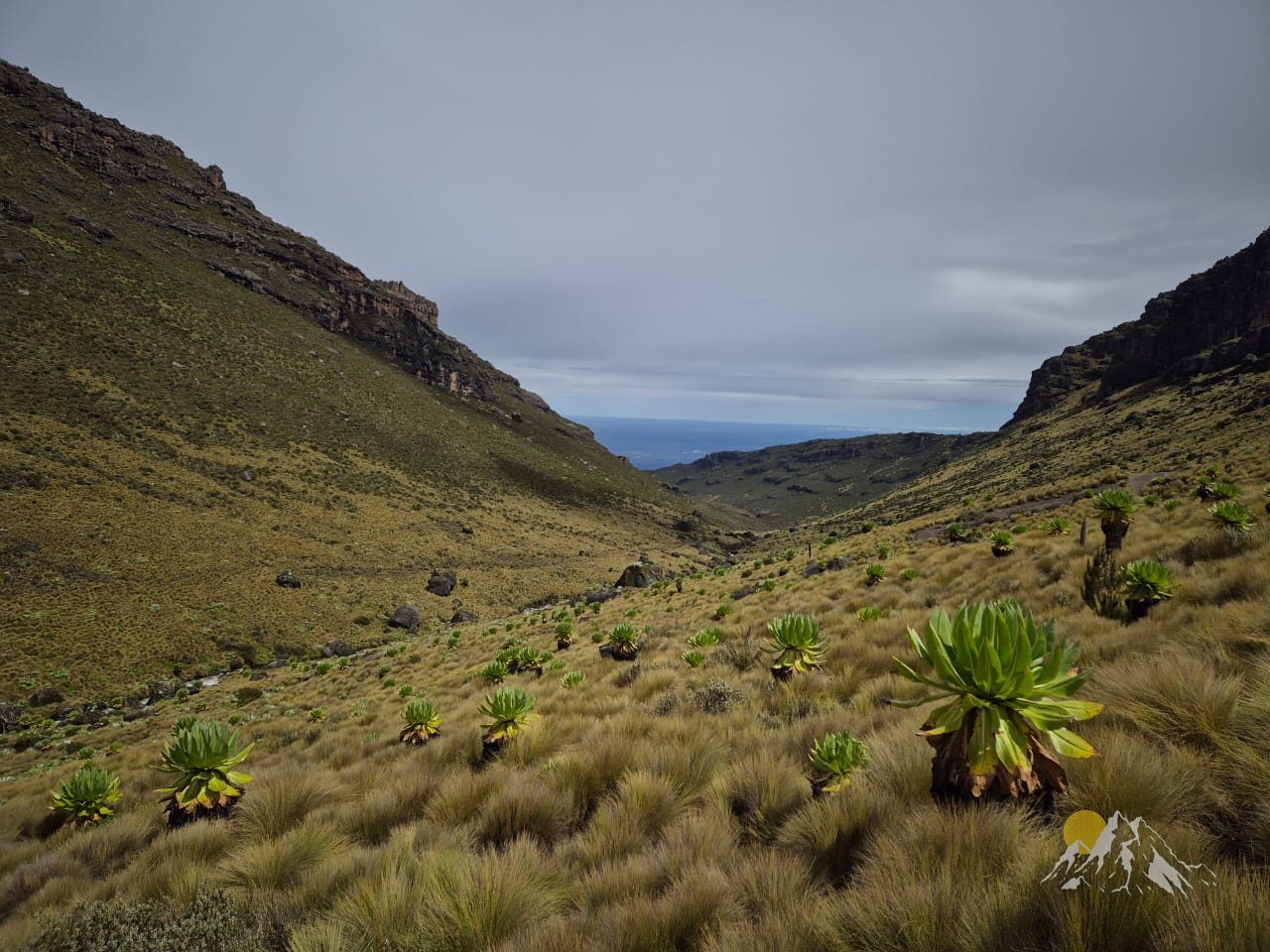 5 Days Chogoria Route climb through dense bamboo forests, up the dramatic ridge Tour Gallery (69) 2