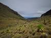 5 Days Chogoria Route climb through dense bamboo forests, up the dramatic ridge Tour Gallery (69) 2