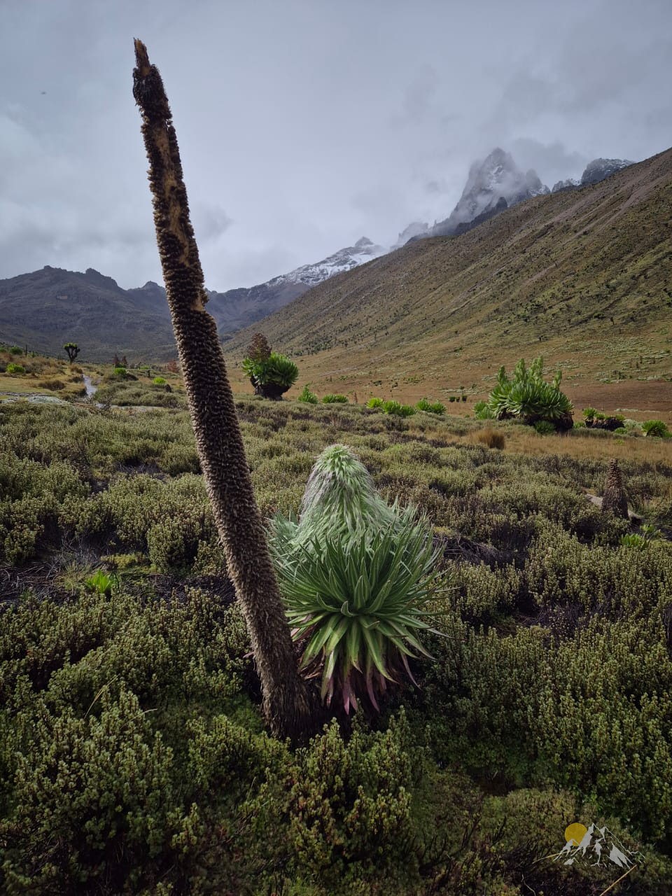 5 Days Chogoria Route climb through dense bamboo forests, up the dramatic ridge Tour Gallery (69) 3