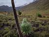 5 Days Chogoria Route climb through dense bamboo forests, up the dramatic ridge Tour Gallery (69) 3