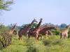 8 Days mountkenya trekking and samburu national reserve Tour Gallery (73) 3