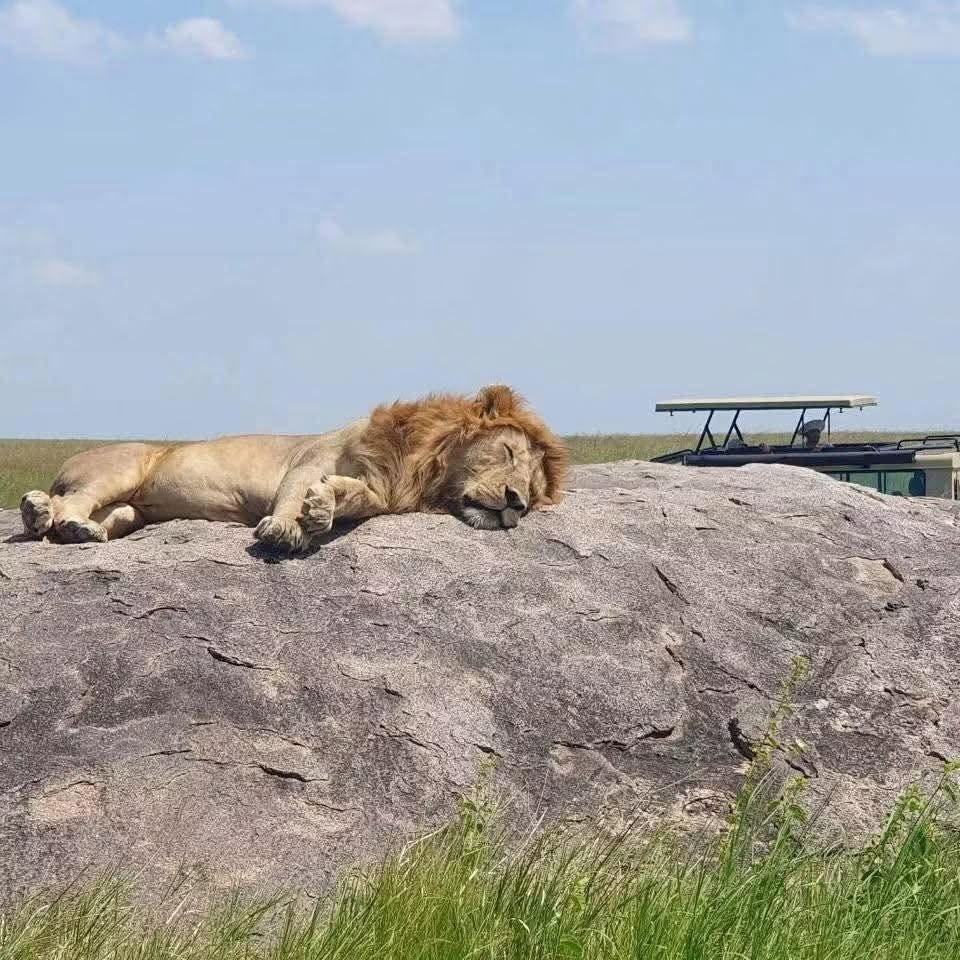 16 Days Kilimanjaro, Serengeti & Zanzibar — Summit, Safari, Sea Tour Gallery (86) 2