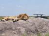 16 Days Kilimanjaro, Serengeti & Zanzibar — Summit, Safari, Sea Tour Gallery (86) 2