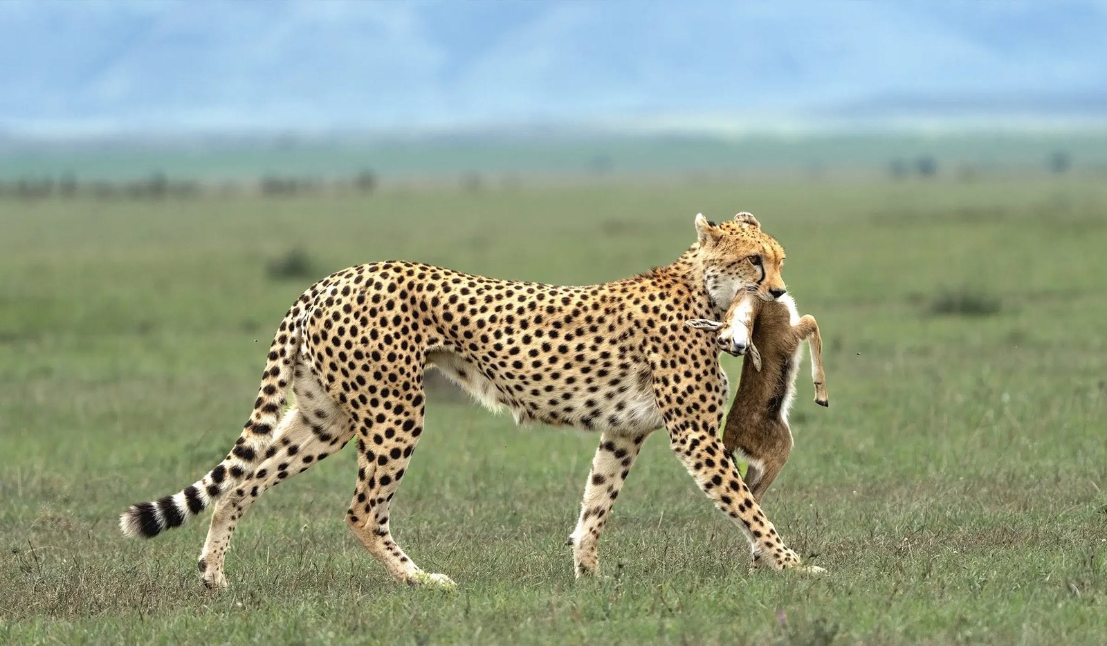 16 Days Kilimanjaro, Serengeti & Zanzibar — Summit, Safari, Sea Tour Gallery (86) 1