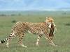 16 Days Kilimanjaro, Serengeti & Zanzibar — Summit, Safari, Sea Tour Gallery (86) 1