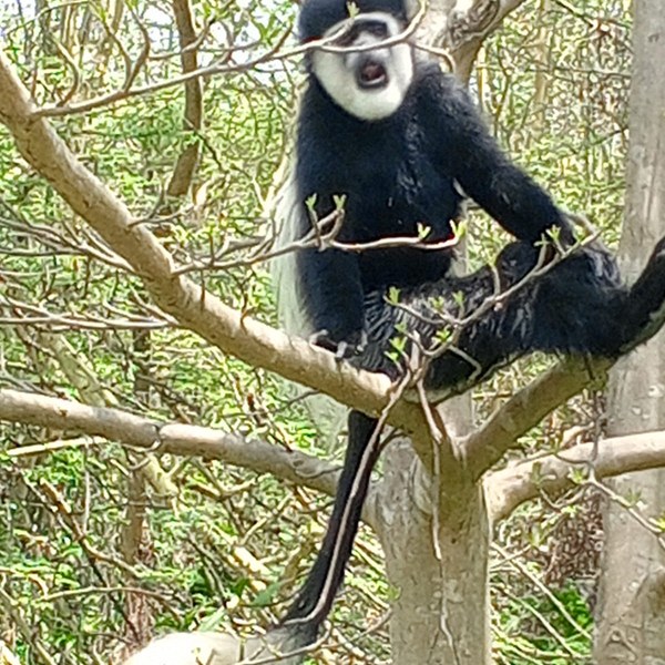 7 Days Safari-Samburu lake nakuru and masai mara adventures Tour Gallery (64) 3