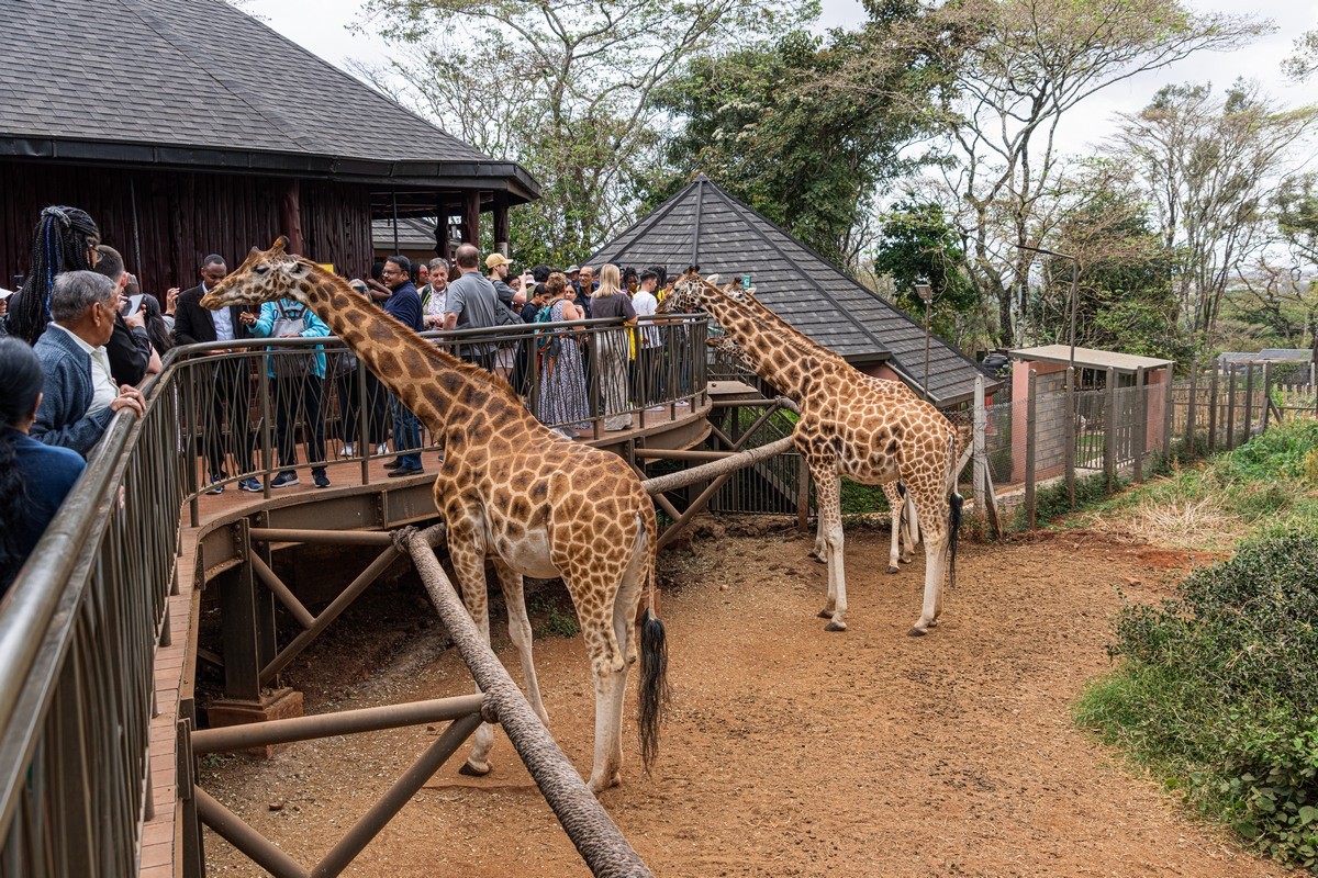 Nairobi Day Tour: Giraffe Center & Sheldrick Trust