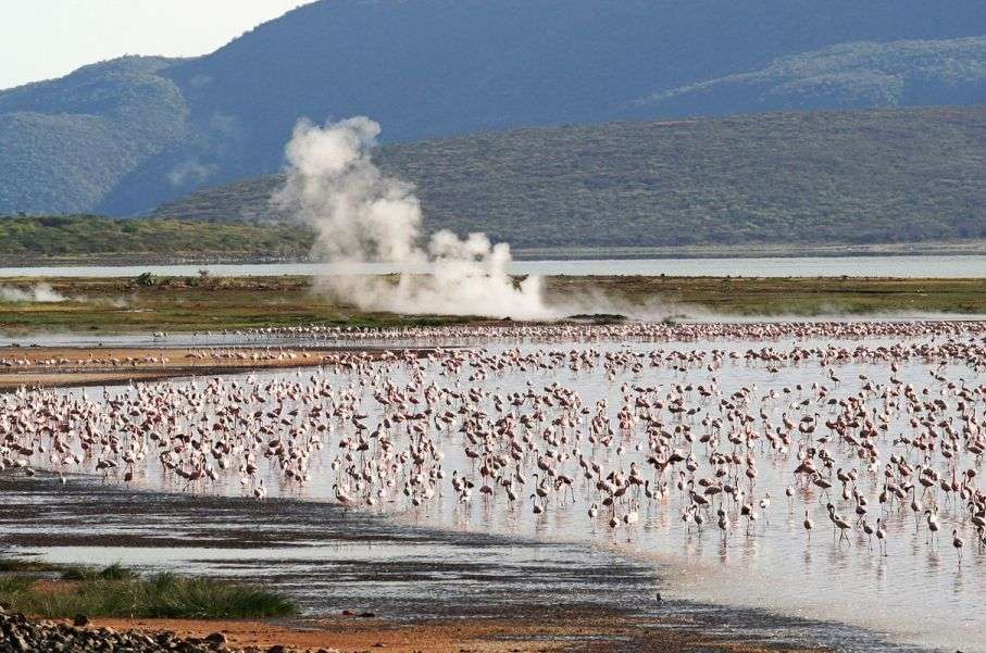 2 Days Lake Nakuru Flamingo Safari