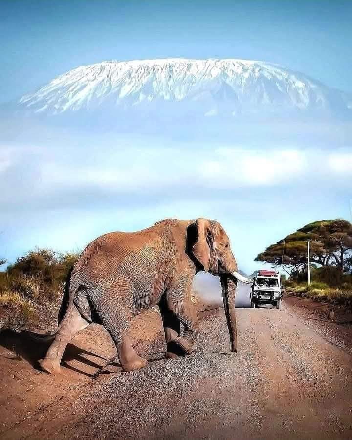 2 Days Amboseli Camping Safari