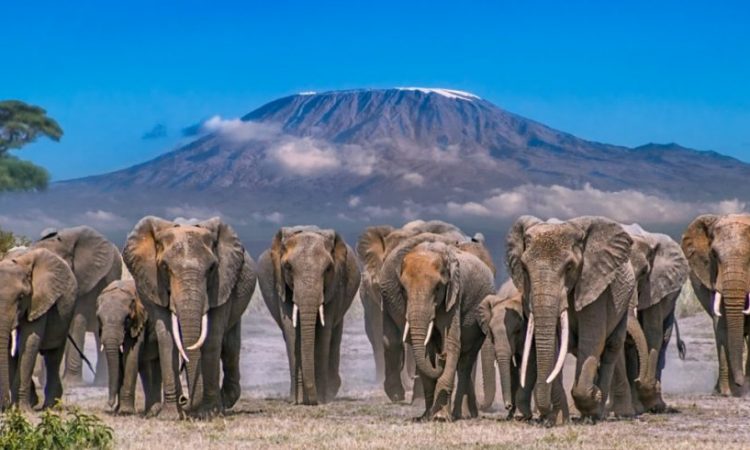 3 Days Amboseli Elephant Safari